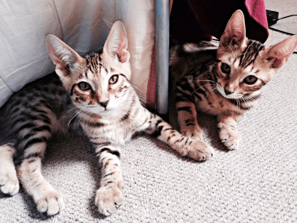 あどけない表情が愛らしい（左から）はらみさんとかるびさん（画像提供：べじたりあん。）