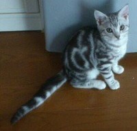 子猫期