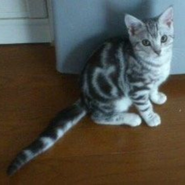 子猫期