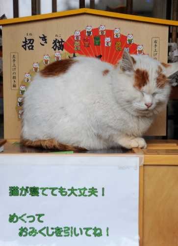 御誕生寺の猫