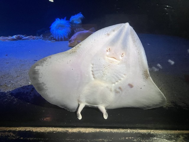 ドヤ顔で華麗な着地を見せるエイが話題に