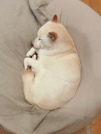 毎日リビングの好きな場所で眠っているそう（画像提供／たまgoさん）