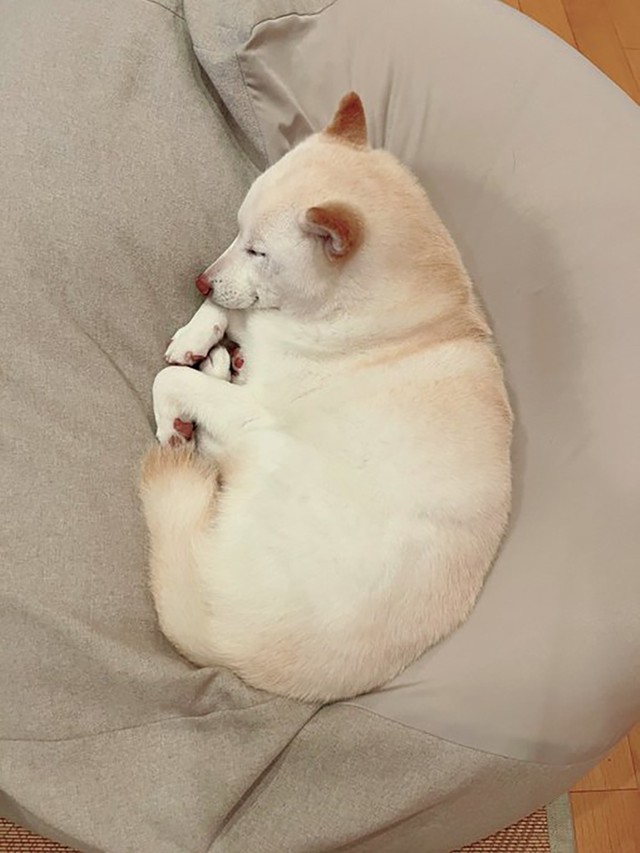 毎日リビングの好きな場所で眠っているそう（画像提供／たまgoさん）