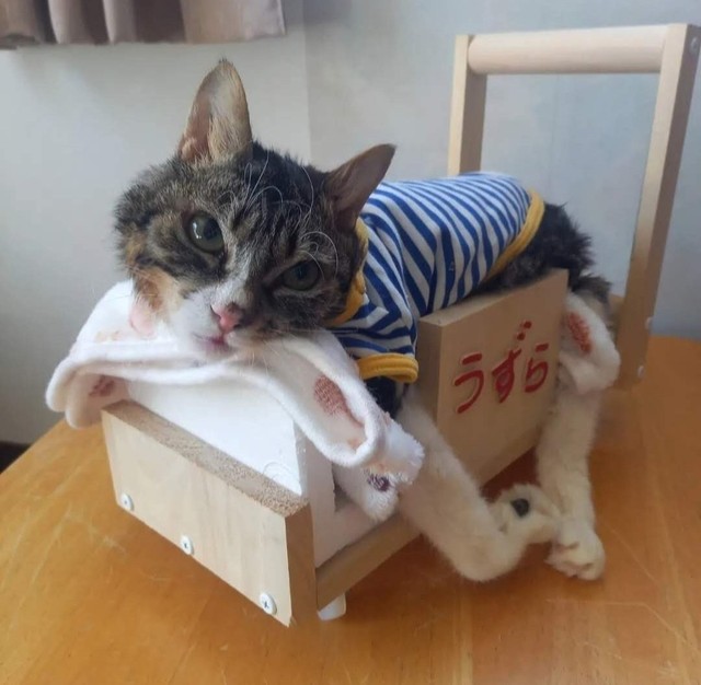 小脳形成不全と四肢麻痺があった保護猫・うずらちゃん（「あみと天国のうずら」さん提供）