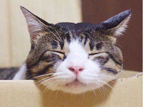 あごを乗せて眠ると気持ちいいよ　ミックス猫の「ジナ」