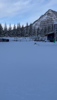 雪の中をピョンピョンと駆け回る1匹の動物（画像提供:看板犬こいたろうと五天山ティーラボさん）