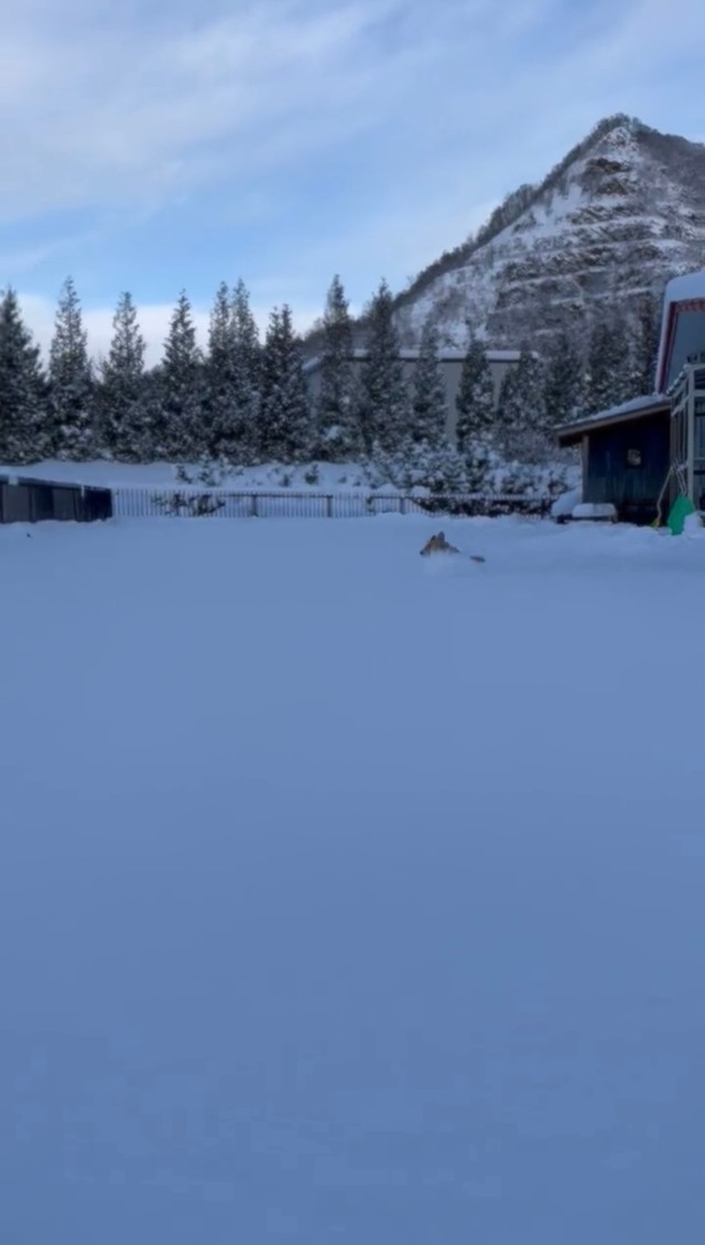 雪の中をピョンピョンと駆け回る1匹の動物（画像提供:看板犬こいたろうと五天山ティーラボさん）