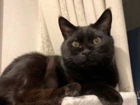 道で瀕死の黒猫をみつけた「助けなきゃ」　猫好きの仲間に相談、すると道が開けた