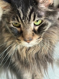 ドアの細い隙間から覗いていた毛深いストーカー、元野良猫のデカッちくん（画像提供：パクもりさん）