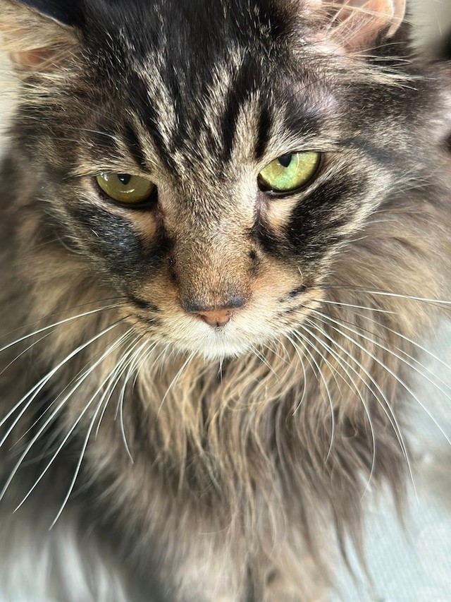 ドアの細い隙間から覗いていた毛深いストーカー、元野良猫のデカッちくん（画像提供：パクもりさん）