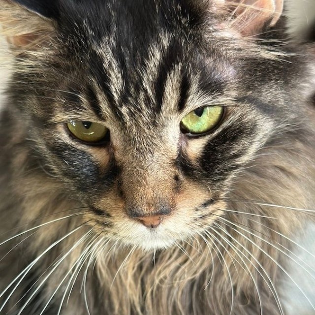 ドアの細い隙間から覗いていた毛深いストーカー、元野良猫のデカッちくん（画像提供：パクもりさん）