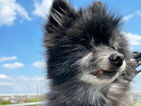 トイレシーツをお片付け!?　律義なポメラニアン「くぅ」は14歳