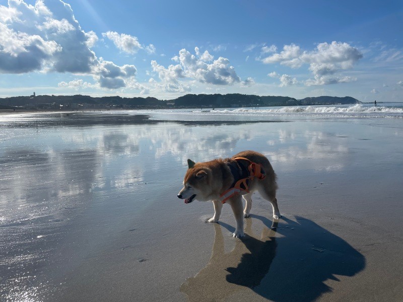 介護が始まった頃、思い切って都内から引っ越した。夢だったモカとの海辺のお散歩を楽しめた