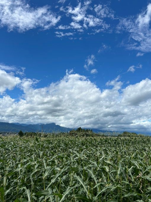 晴天の下、青空に映えるとうもろこし畑と遠くの山並み／つむぐ農園｜あやさん（@tsumugunouen）提供