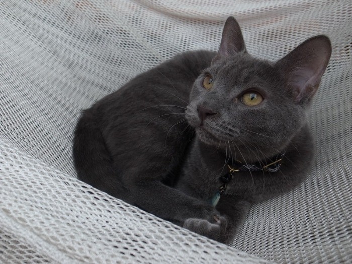 揺れるハンモックが大好き