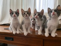 机の上で整列！＝ブーマーとミアさん（@BoomerAndMia）提供