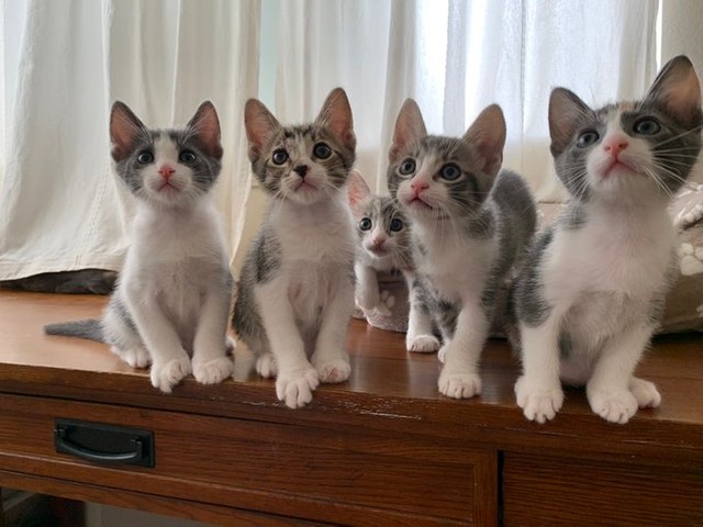 机の上で整列！＝ブーマーとミアさん（@BoomerAndMia）提供