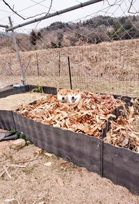 秘湯「落ち葉風呂」でまったり～（画像提供：柴犬が作る幻の赤いキウイさん）