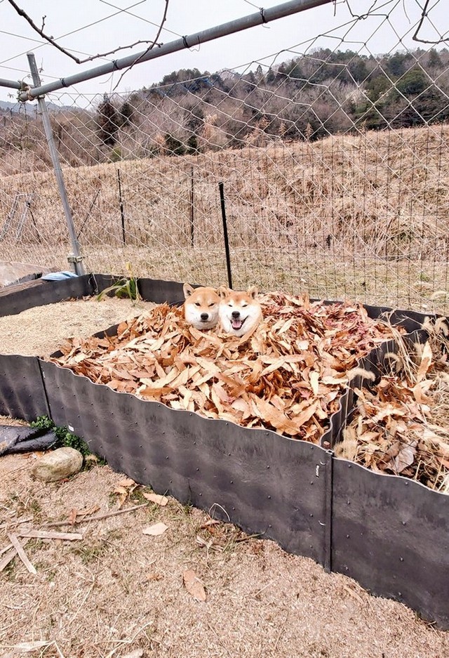 秘湯「落ち葉風呂」でまったり～（画像提供：柴犬が作る幻の赤いキウイさん）