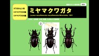 香川県で採集された「雌雄モザイク個体」