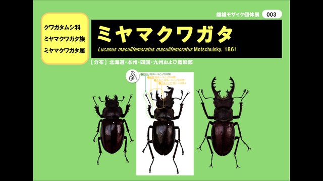 香川県で採集された「雌雄モザイク個体」