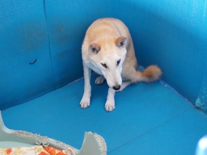 シェルターでは目の見えない犬なども保護中