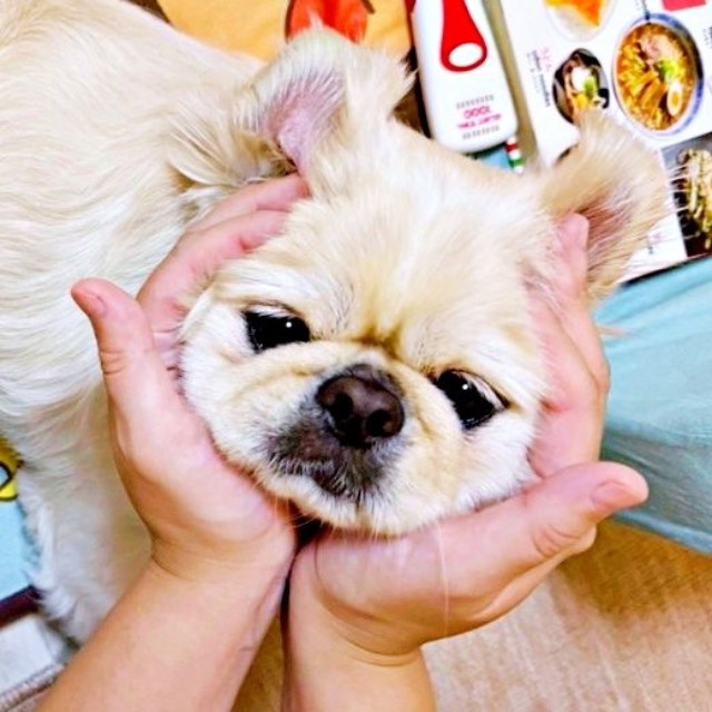 AIに驚きの解析をされたとろろくん。他候補表示にも爆笑続出（画像提供：ペキニーズのとろろさん）