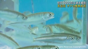 サケの稚魚放流が始まる　不漁で過去最少　宮城・気仙沼市