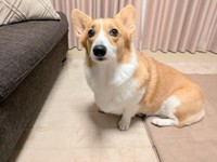 きょとんとした表情も愛らしいこまちちゃん（画像提供：こまち@彩さん）