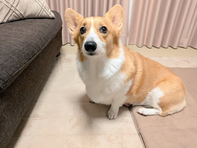 きょとんとした表情も愛らしいこまちちゃん（画像提供：こまち@彩さん）