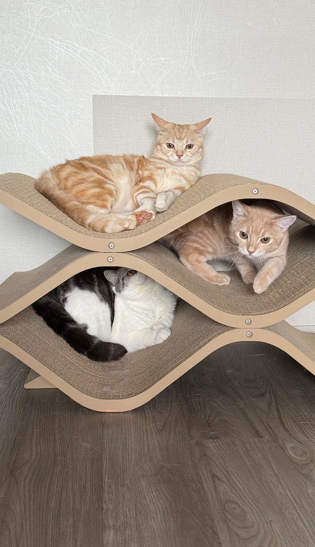 全員集合！（画像提供：ぷくりさん）