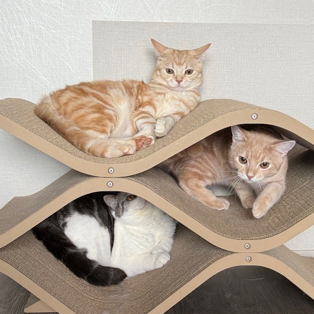 全員集合！（画像提供：ぷくりさん）