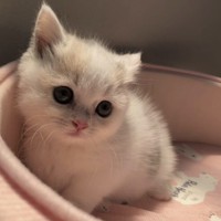 子猫時代のしらすちゃん（提供写真）