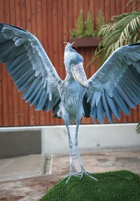「ハシビロコウのふたば」より（写真：南幅俊輔）