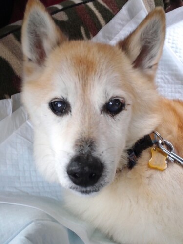 「え、病院いくの？」ちょっと警戒中（コノマエヨミ子さん提供）