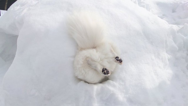 雪の中にスッポリ！（提供：くーさんママさん）