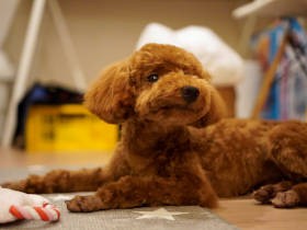 元気すぎるトイプーの子犬　その命を引き受ける覚悟を決めたお父さん、頑張りが炸裂