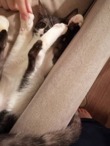 「猫って犬より体が柔らかいよ。はい、肉球触ってもいいよ」（愛子さん提供）