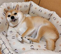 のんびりくつろぎながら飼い主さんを見つめる小雪ちゃん（画像提供：柴犬 小雪さん）