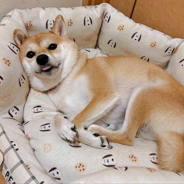 のんびりくつろぎながら飼い主さんを見つめる小雪ちゃん（画像提供：柴犬 小雪さん）