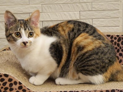 “一人っ子”のオス猫の家に、元気な“妹”　家族に変化が起きた