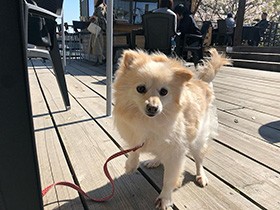 カフェのテラスでブルブルッ　ふわふわのポメラニアン「るる」