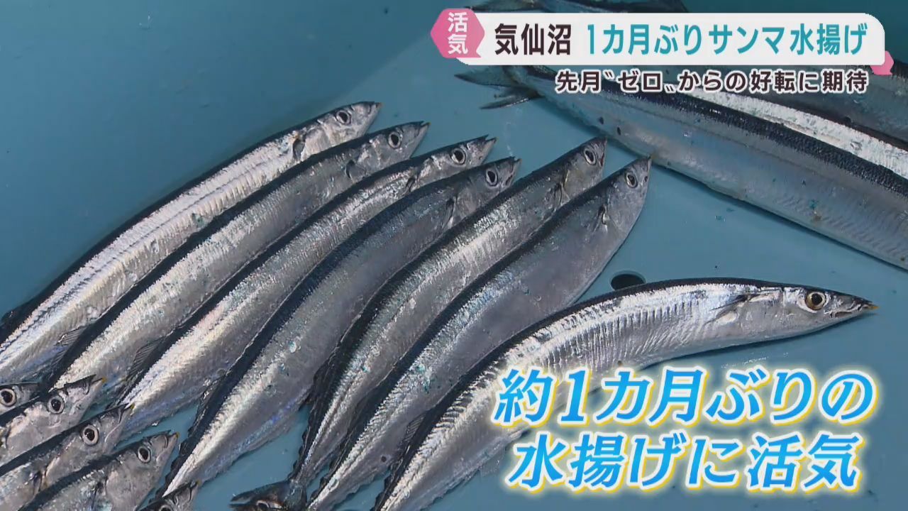 宮城・気仙沼漁港にサンマ水揚げ　９月は水揚げゼロで深刻な不漁