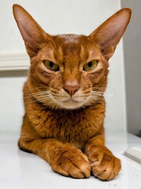 アドバイスを受ける前。正面からの撮影に応じてくれたカフーちゃん。再撮影するとガラリと雰囲気が変わって…（画像提供：Milanista17さん）