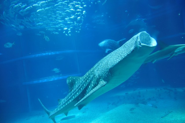 海遊館の人気者ジンベエザメ（提供・海遊館）