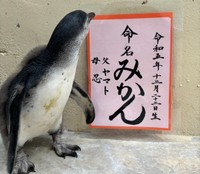 提供:新屋島水族館