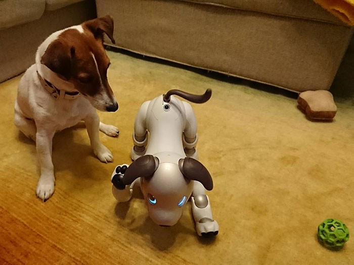 アイボとジャック・ラッセル・テリア＝ソニー提供