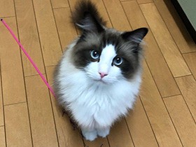 おもちゃ持ってきたから一緒に遊ぼう　ラグドール「承太郎」