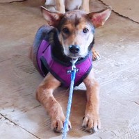 保護団体の施設で初めて会ったときの小次郎くん（画像提供：みかみと小次郎【公式】さん）