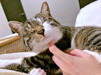 アゴを撫でられてうっとりするチャイちゃん（画像提供：nekokawaii1214さん）